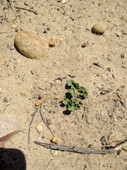 Dichondra occidentalis