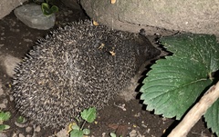 Erinaceus roumanicus