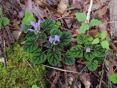 Scutellaria laeteviolacea