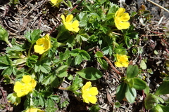 Potentilla brauniana