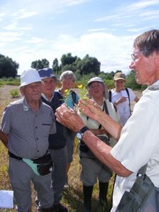 Ludwigia grandiflora