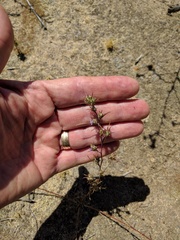 Eriastrum filifolium