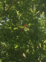 Cardinalis cardinalis cardinalis