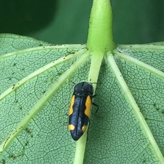 Ptosima gibbicollis