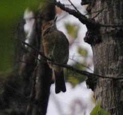 Sylvia atricapilla