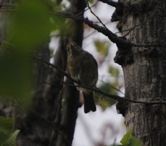 Sylvia atricapilla