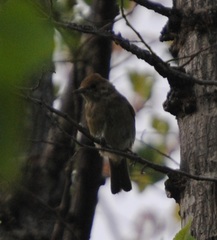 Sylvia atricapilla
