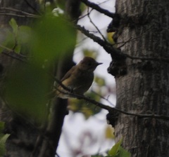 Sylvia atricapilla