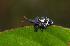 Lophoscutus ypsilon