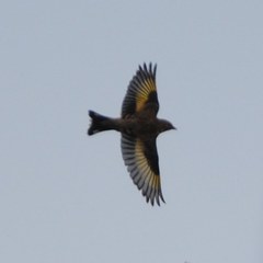 Carduelis carduelis