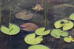 Nymphaea odorata tuberosa