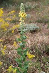 Verbascum ovalifolium