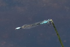 Enallagma geminatum