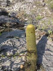 Coryphantha erecta