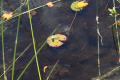 Nymphaea odorata tuberosa