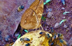 Opsiphanes boisduvallii