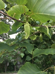Tilia cordata