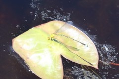 Enallagma vesperum