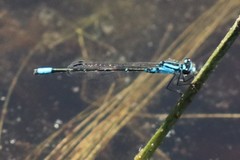 Enallagma geminatum