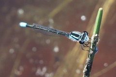 Enallagma geminatum