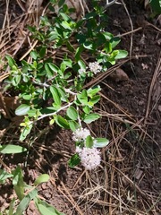 Ceanothus fendleri