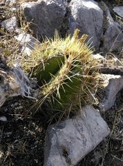 Astrophytum ornatum