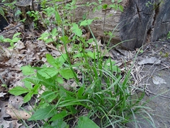 Carex tribuloides tribuloides