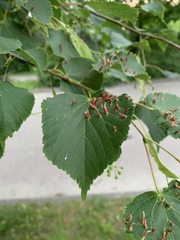 Eriophyes tiliae