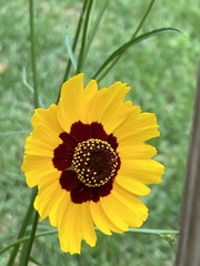 Coreopsis basalis