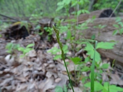 Carex tribuloides tribuloides