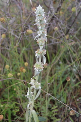 Stachydeae