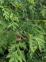 Thuja occidentalis