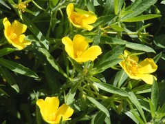 Ludwigia grandiflora