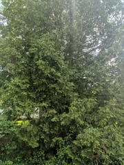 Thuja occidentalis