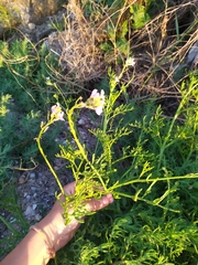 Cakile maritima euxina