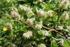 Salix waldsteiniana