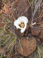 Calochortus howellii
