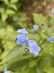 Omphalodes