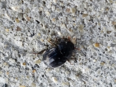 Germarostes globosus