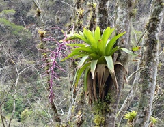 Tillandsia australis