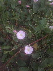 Convolvulus arvensis