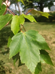 Acer rubrum