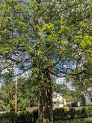 Acer rubrum