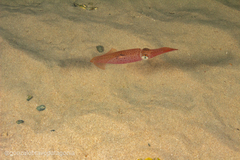 Doryteuthis sanpaulensis