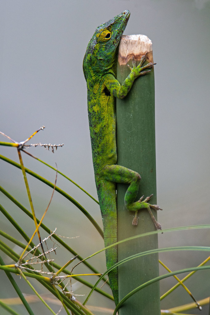 La Vega Anole (Anolis aliniger)