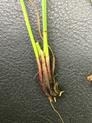 Eleocharis uniglumis