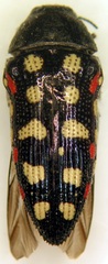 Acmaeodera gibbula