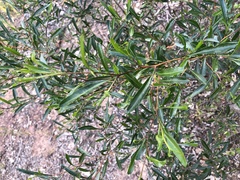 Dodonaea viscosa spatulata