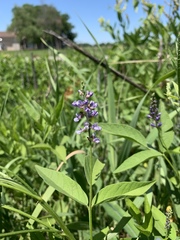 Orbexilum onobrychis