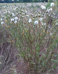 Crepis biennis